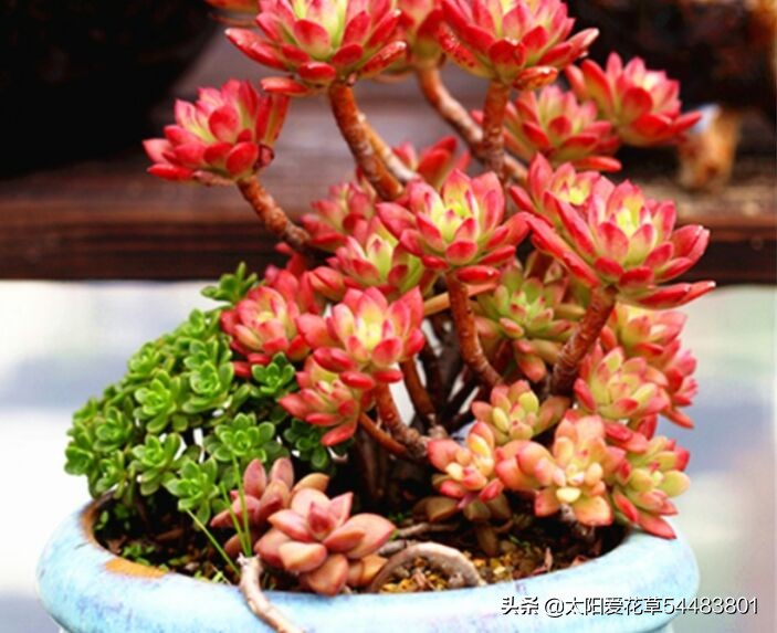 多肉冻伤叶片全部化水了怎么补救,多肉为什么夏天黑根了还能活