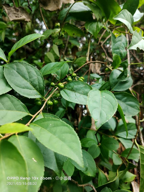 像蟒蛇一样的树,在丛林里看到了一条大蟒蛇