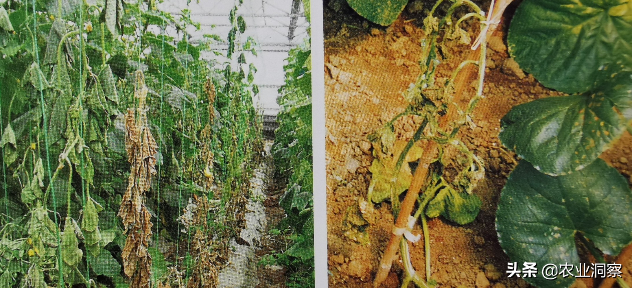 黄瓜茎基腐病与枯萎病的区别,黄瓜枯萎病的最新治疗方法