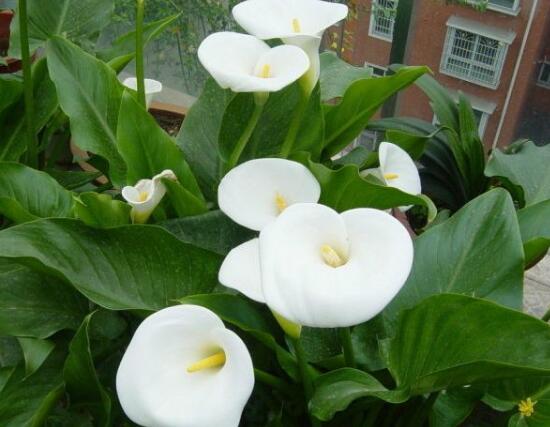 马蹄莲怎么浇水才会活,马蹄莲每天浇水的正确方法