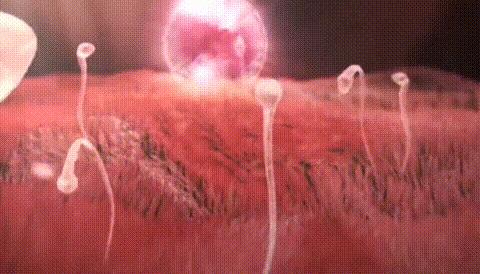 人类首次拍到卵细胞,精子和卵子结合为什么闪光