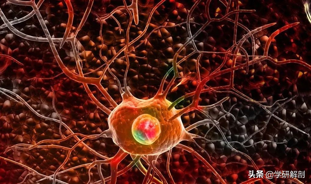 人体解剖学原理与知识,人体解剖学九大分区图