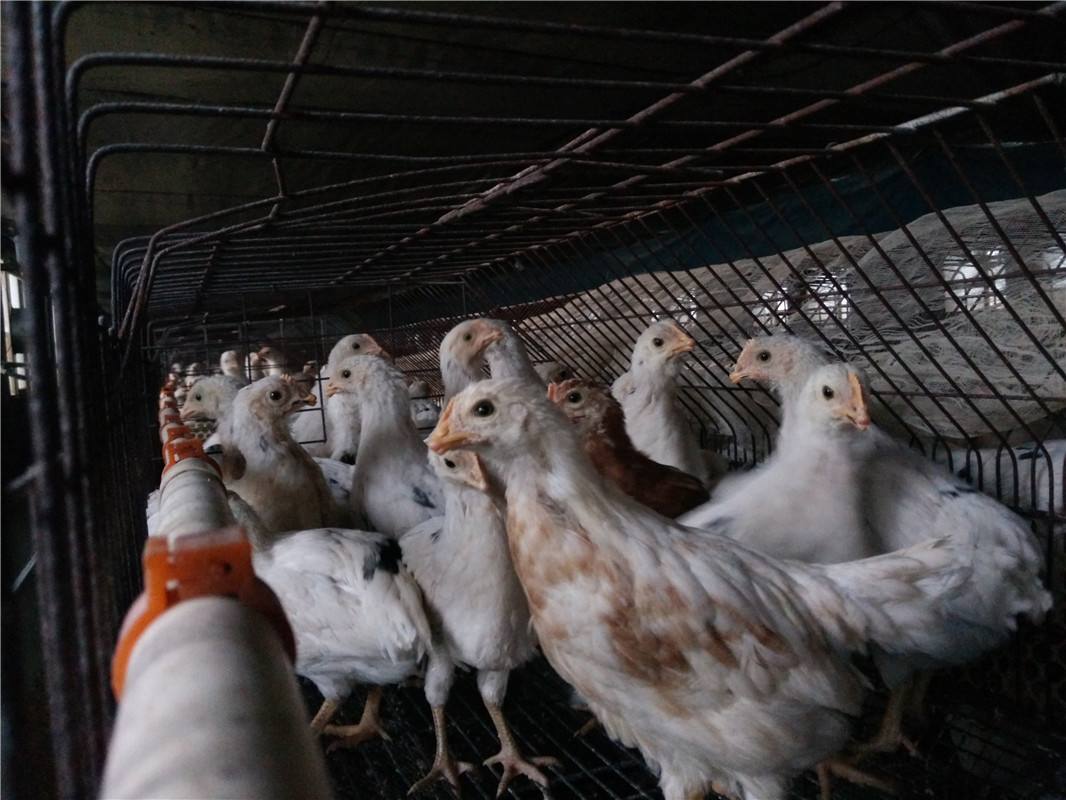 鸡场氨气过多怎么办,鸡场去除氨气最佳方法