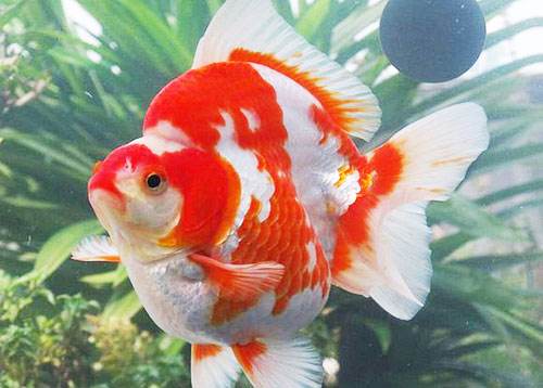 新手养金鱼哪种金鱼最好养,金鱼种类和饲养难度