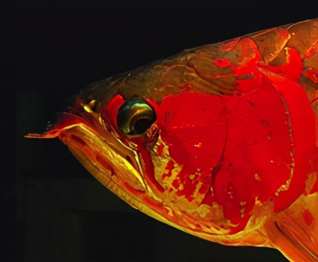 龙鱼疾病治疗视频,龙鱼常见病100种