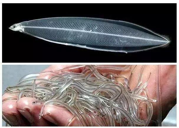 超级好吃的鳗鱼你们喜欢吃吗,最好吃的10种鳗鱼