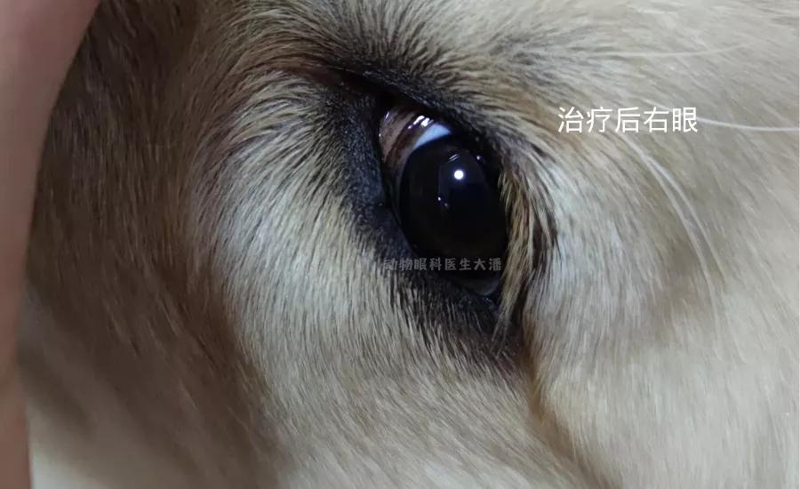 金毛化脓性结膜炎,金毛犬有眼角炎怎么办