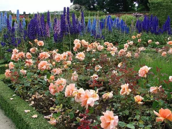 干货分享种植小技巧,混合花境设计与种植建议
