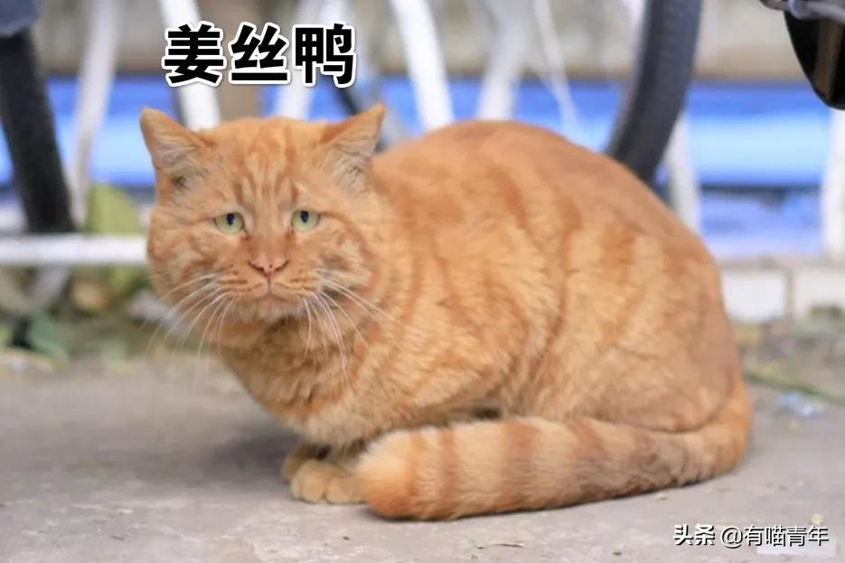 北大猫咪图鉴,中国人民大学猫咪图鉴