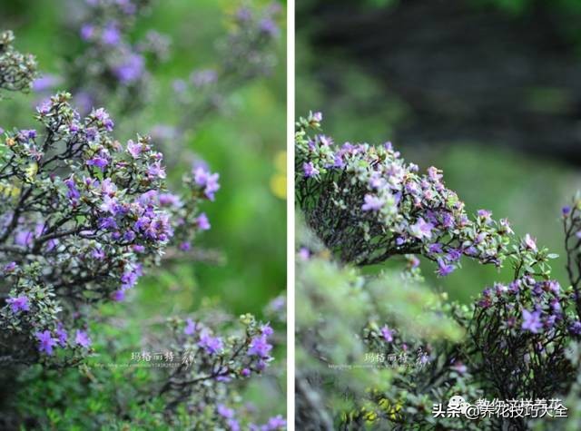 快死的杜鹃花还能救活吗,杜鹃花刚栽活就掉叶子怎么办