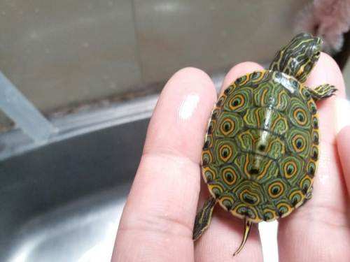 巴西龟的兄弟,巴西龟的辨认方法