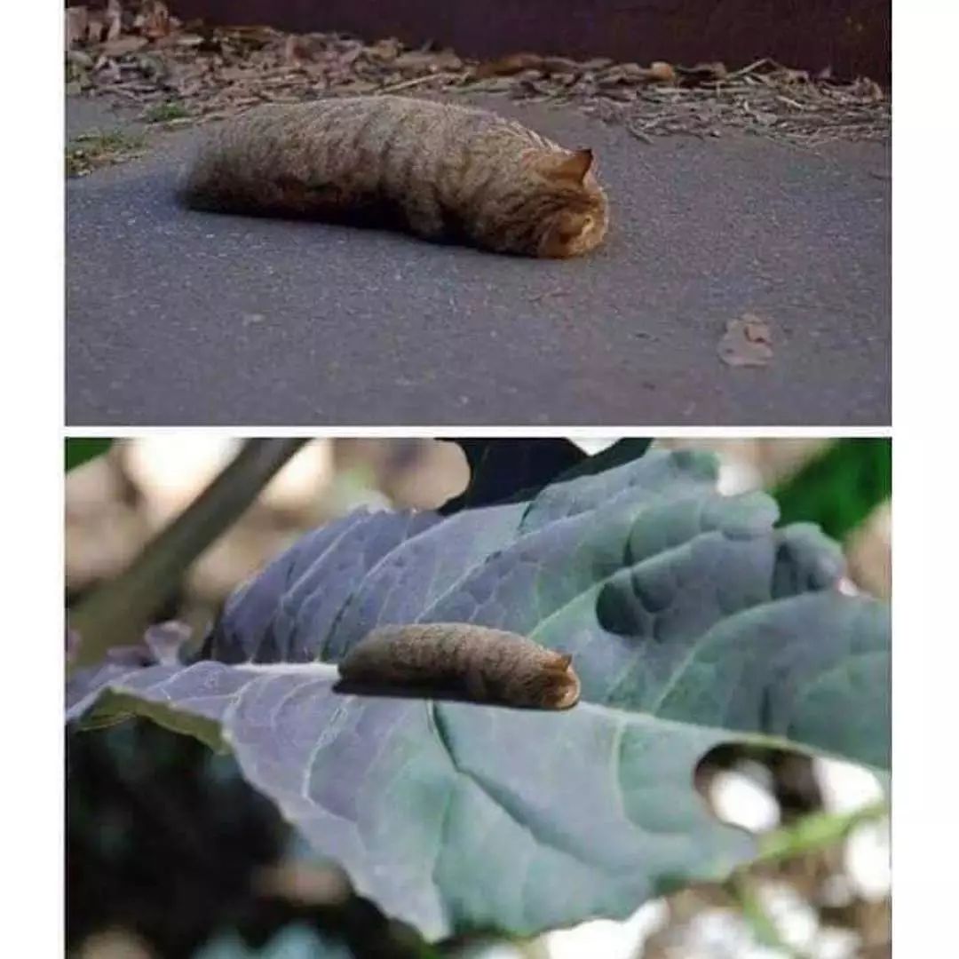 猫是液体的证据找到了吗,猫难道真的是液体吗