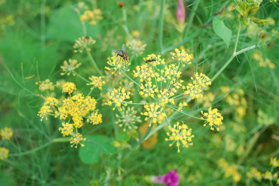 冬天常见中药植物图片及功效,花期长的草本植物图片