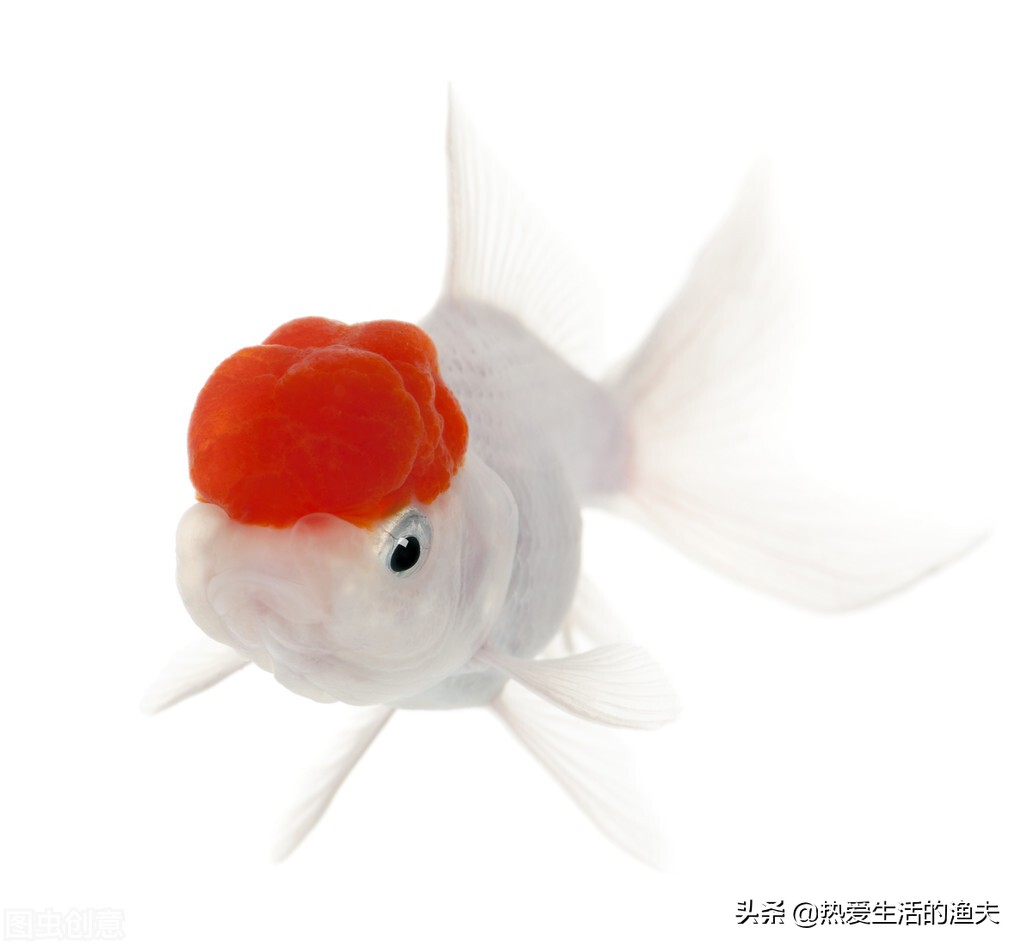 小金鱼好养吗养金鱼三大禁忌,小金鱼的饲养方法与日常护理