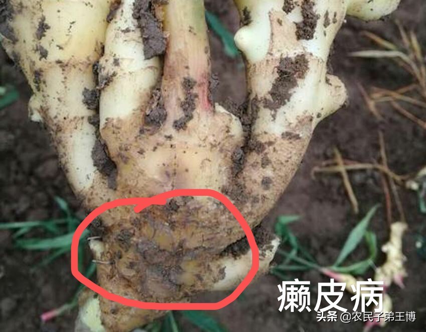 造成大姜癞皮的原因,大姜癞皮病图片