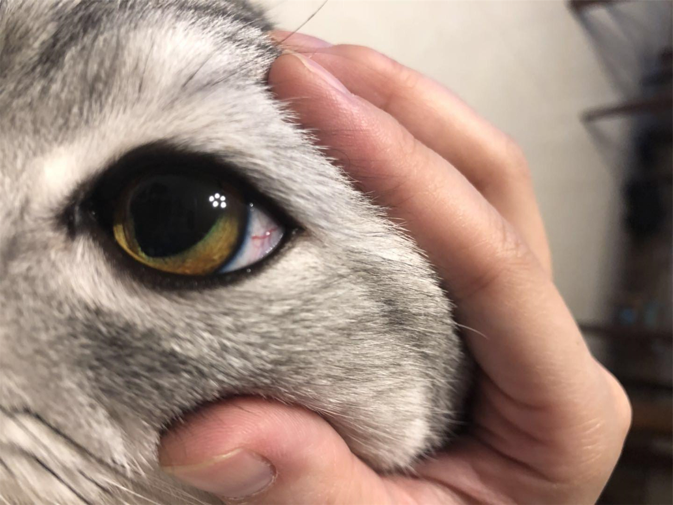 猫咪双眼皮,猫咪眼睑外翻手术有必要吗