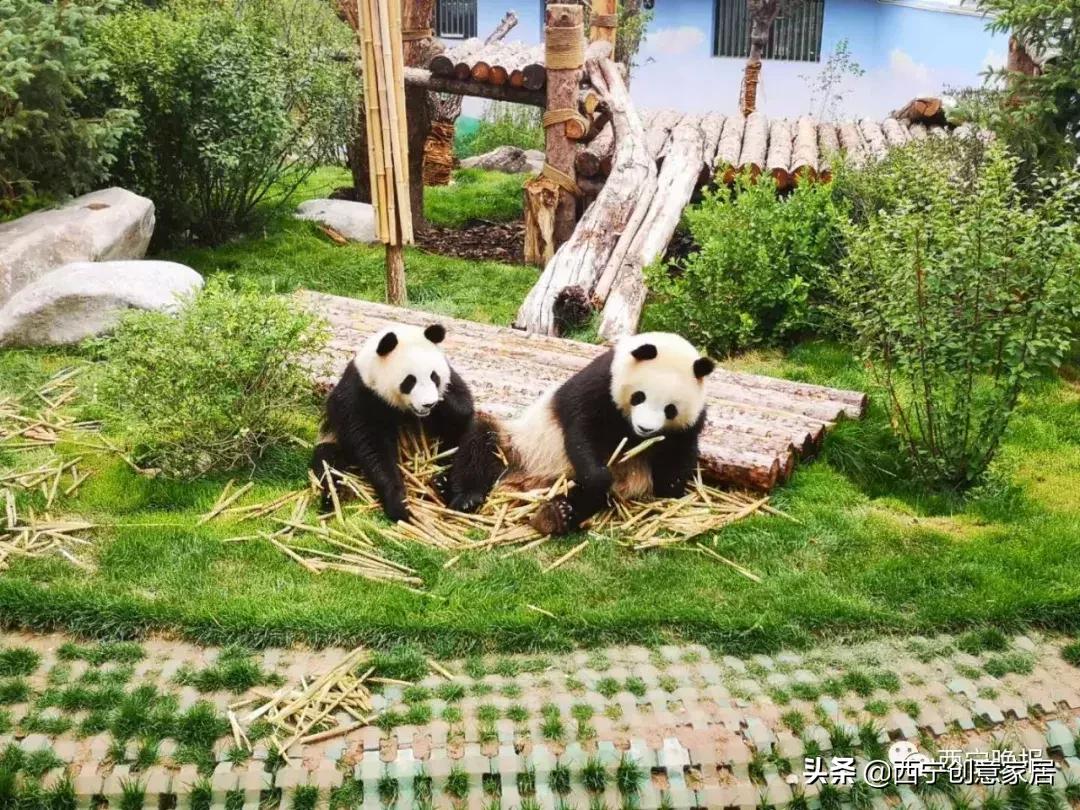 西宁熊猫馆门票可以多次进入吗,西宁熊猫馆门票多少钱