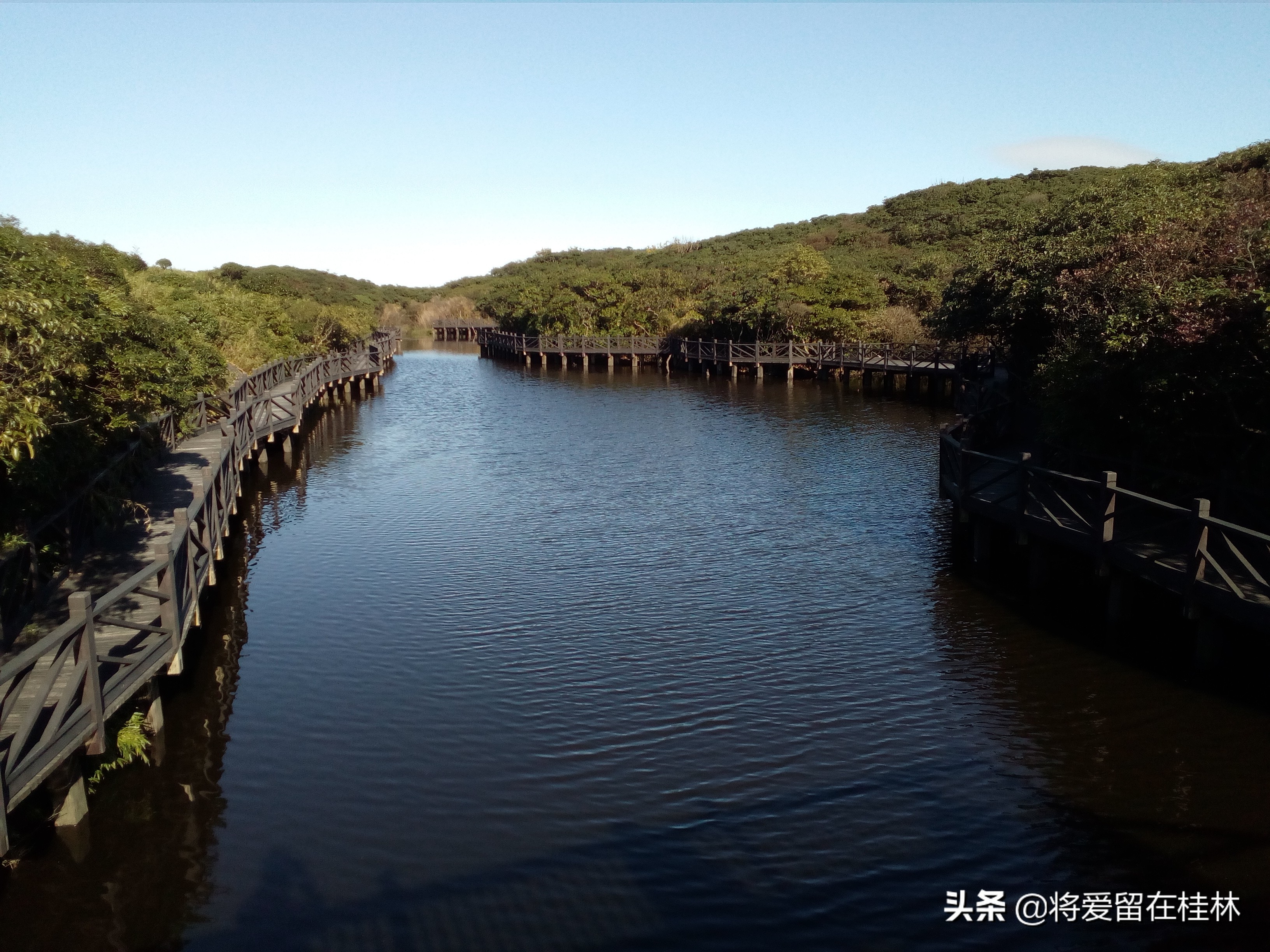 一路向北到桂林自驾游,一路向北柳州紫荆花