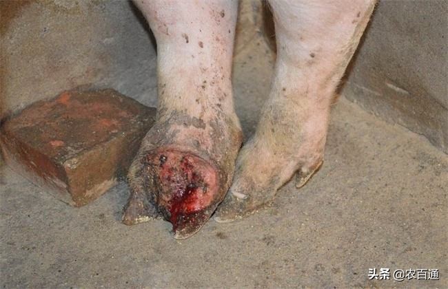 养猪注意预防2种秋季最常见的猪病:蓝耳病、口蹄疫