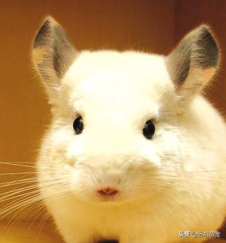 养龙猫要注意什么,龙猫运输注意事项