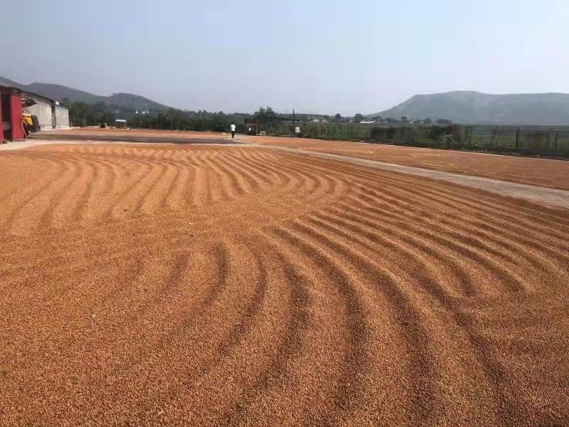 野生的小酸枣,漫山遍野的酸枣