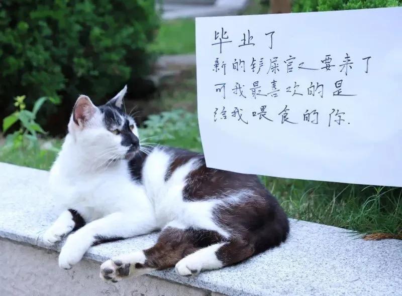 一到毕业季,我们大学的校猫就疯了哈哈哈