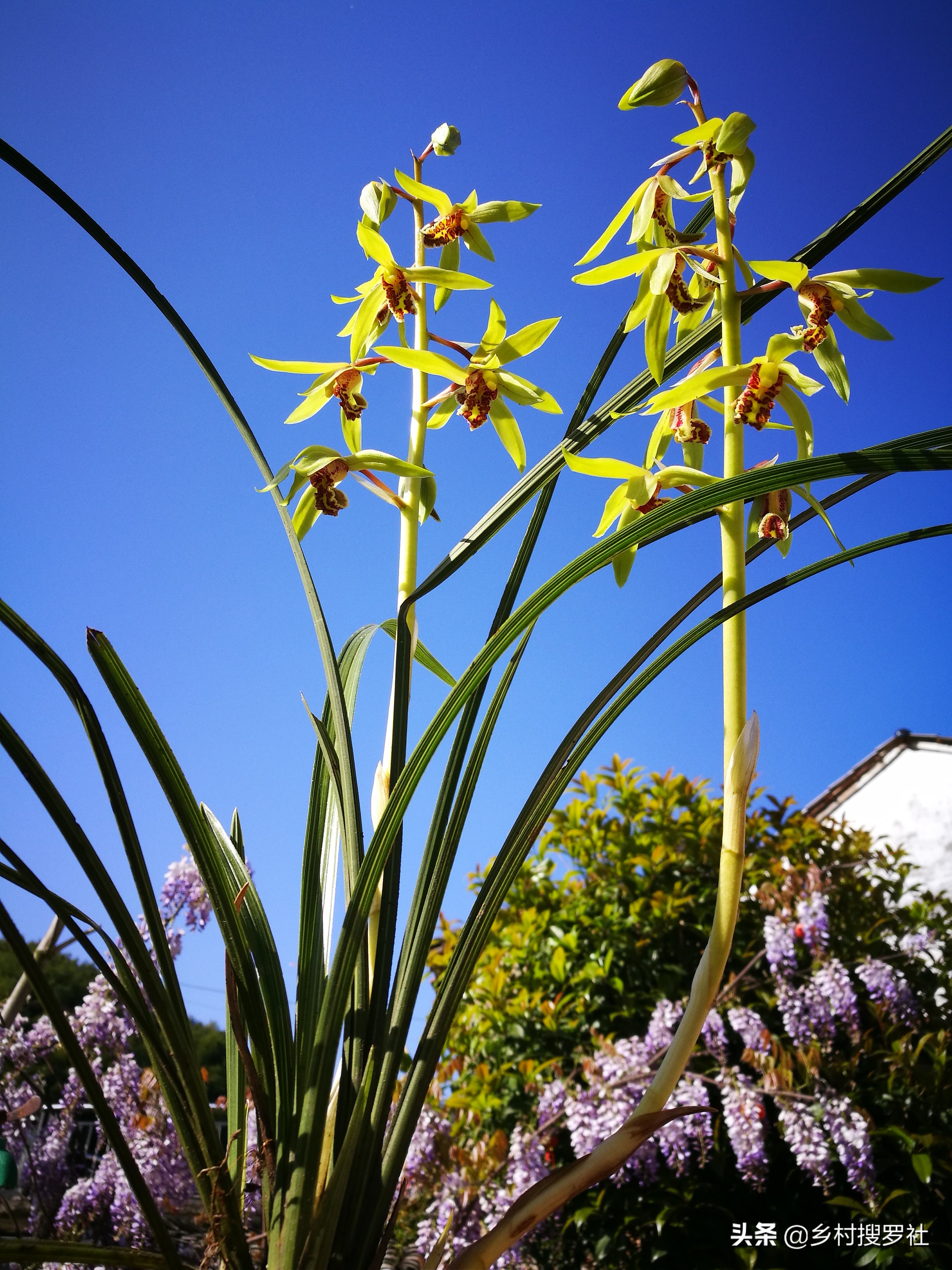兰花长出了花苞如何让它长快一些,已有花苞的兰花怎么管理好