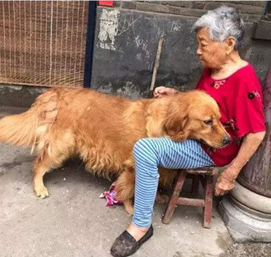 宠物金毛能活多少年,金毛等主人5年