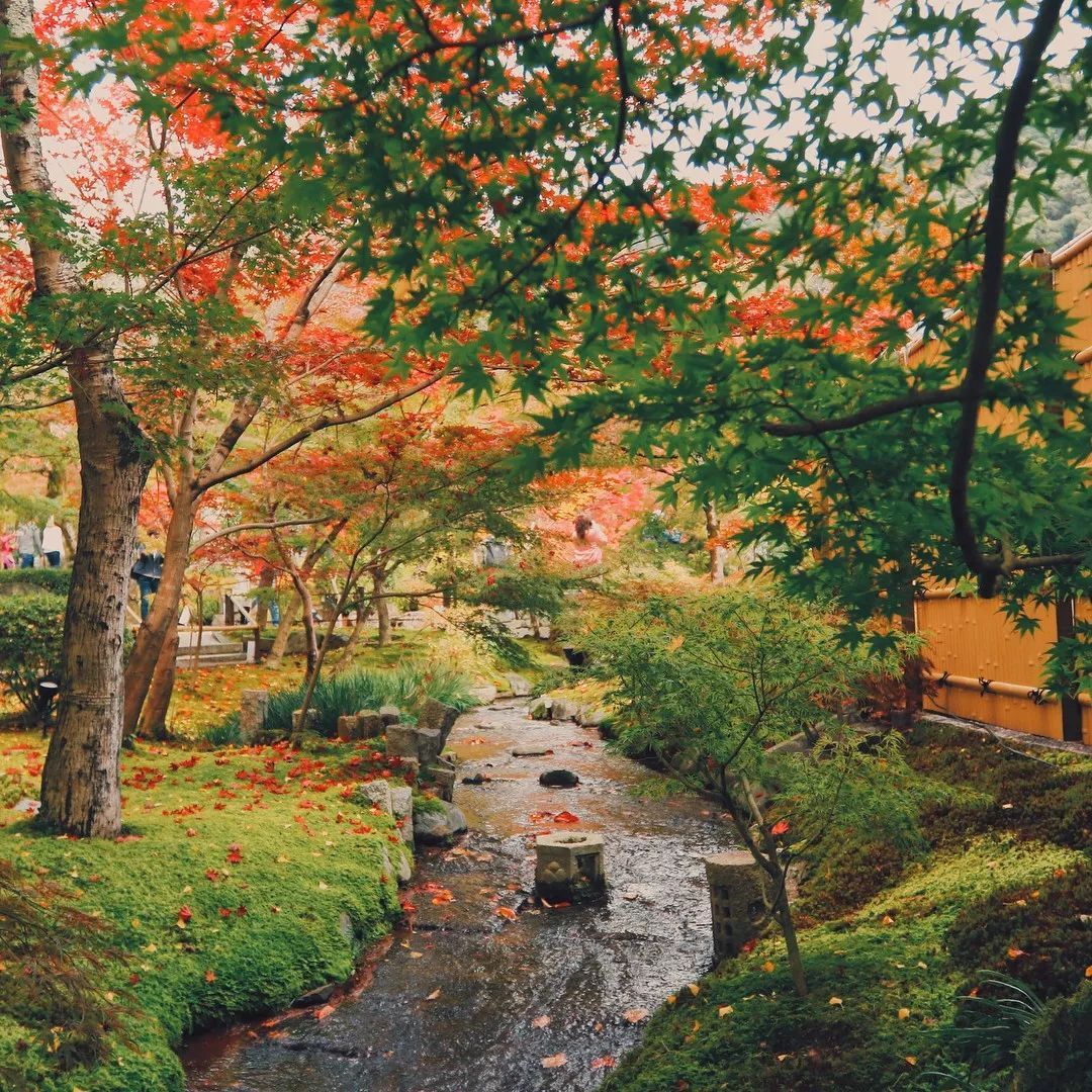 停车坐爱枫林晚风景,停车坐爱枫林晚季节