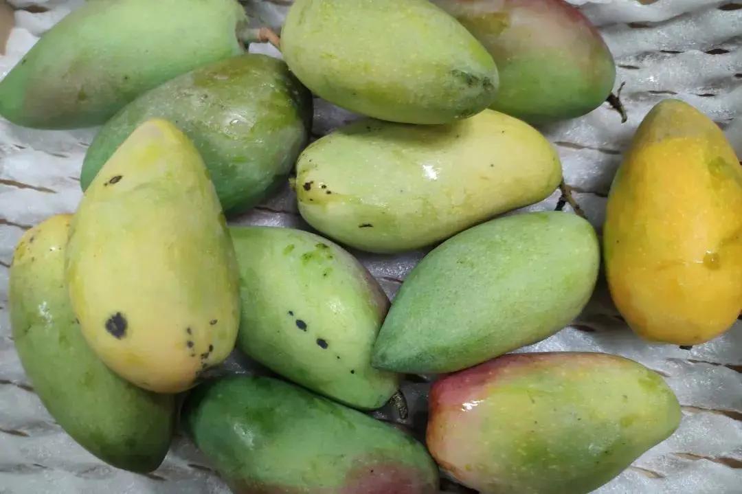 好的芒果怎么挑,学会这3个技巧再也不怕选错了