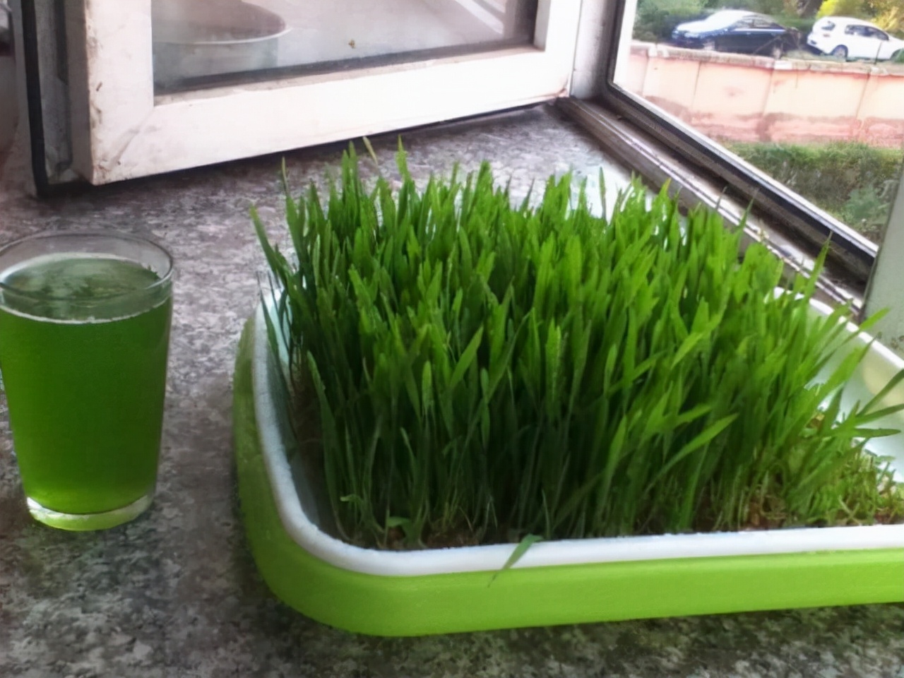 对猫无害又适合阳台养的植物,十大适合养猫的植物