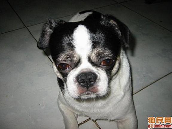 狗狗大全,送给喜欢狗的人）