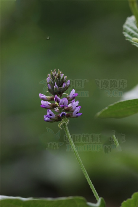补骨脂治白癜风效果怎样,补骨脂和中药结合能治好白癜风吗