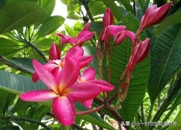 花花世界很美好下一句,花花世界很独特