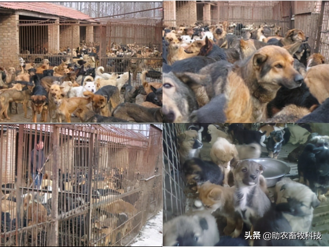 肉狗养殖规范最新,肉狗养殖可行性报告