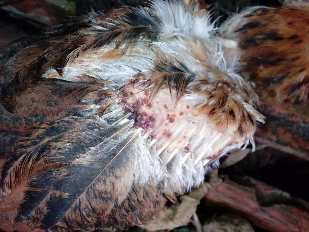 鸡互啄的最佳解决方法,鸡群啄毛的原因