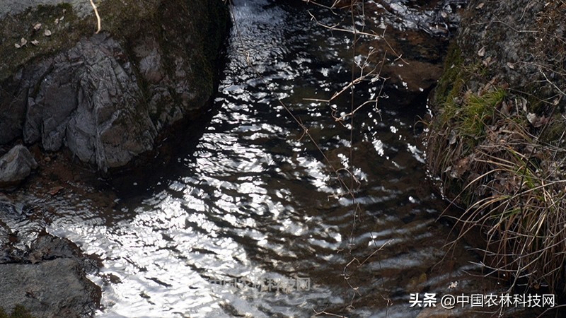 太白县鹦鸽镇药王谷,太白鹦鸽镇药王谷