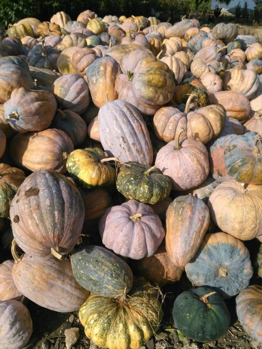 习甸镇,怀远古镇