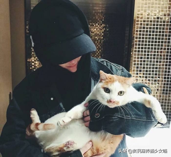 猫应该怎么抱才不会跑也不会咬人,你抱猫咪的方法正确吗