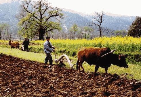 三农工作对乡村振兴的重大意义,三农工作中乡村振兴的前提是什么