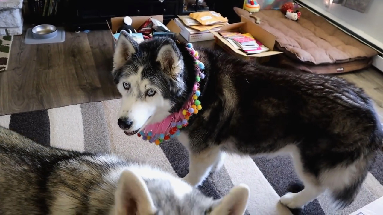 狗狗太胖肚子下垂,狗狗太瘦了怎么办3大原因分析