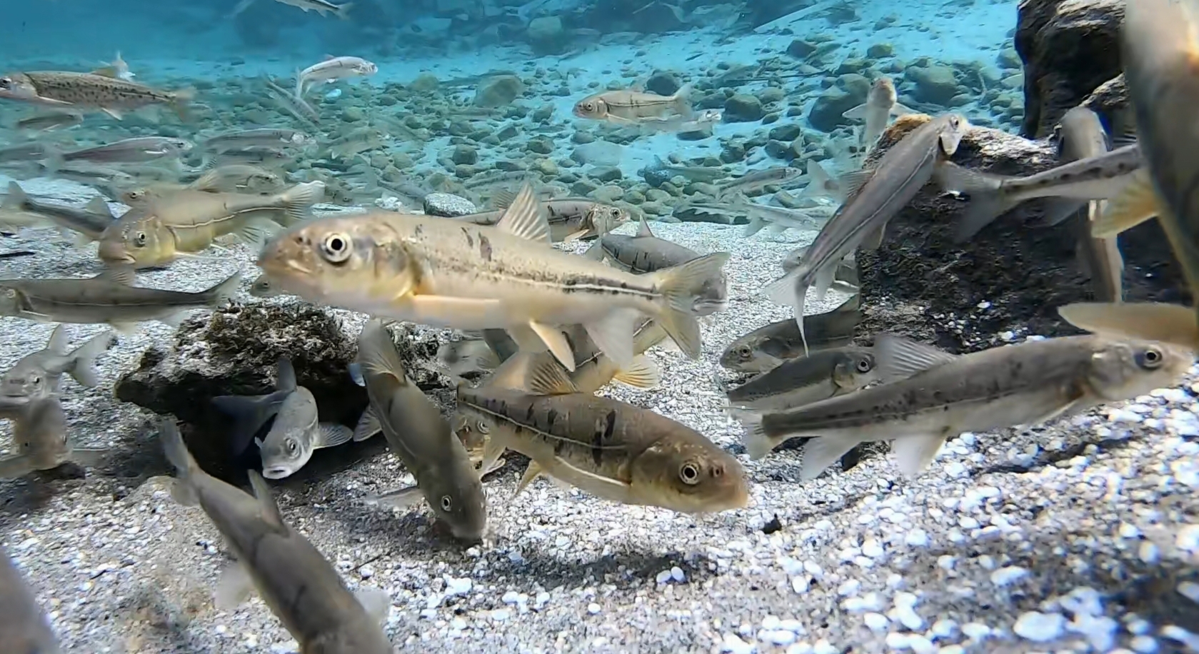 湟鱼洄游过程,湟鱼洄游障碍