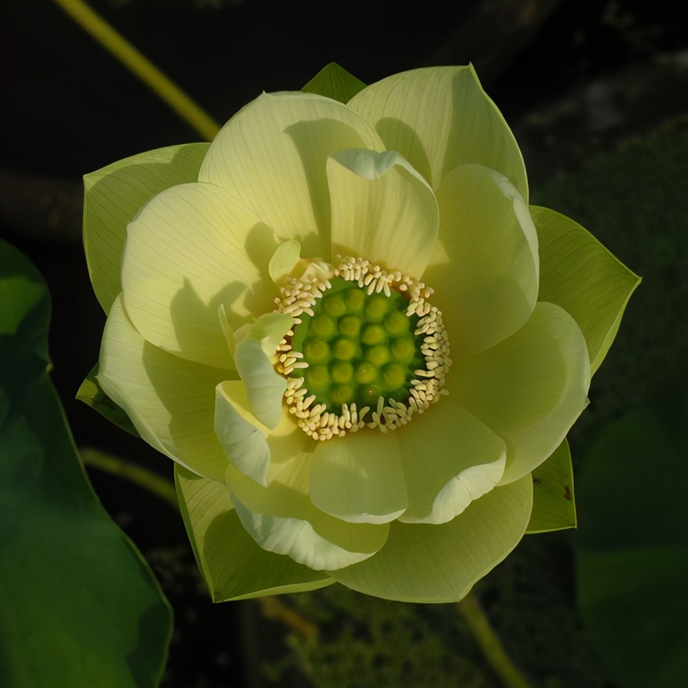 今天分享几十种荷花品种图鉴,荷花品种大全及名称图片