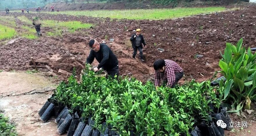 本集体经济组织成员认定标准,集体经济组织成员资格的认定标准