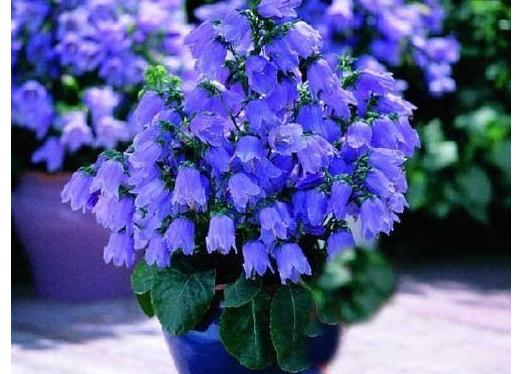 花卉养护用肥料,草坪养护常用什么肥料