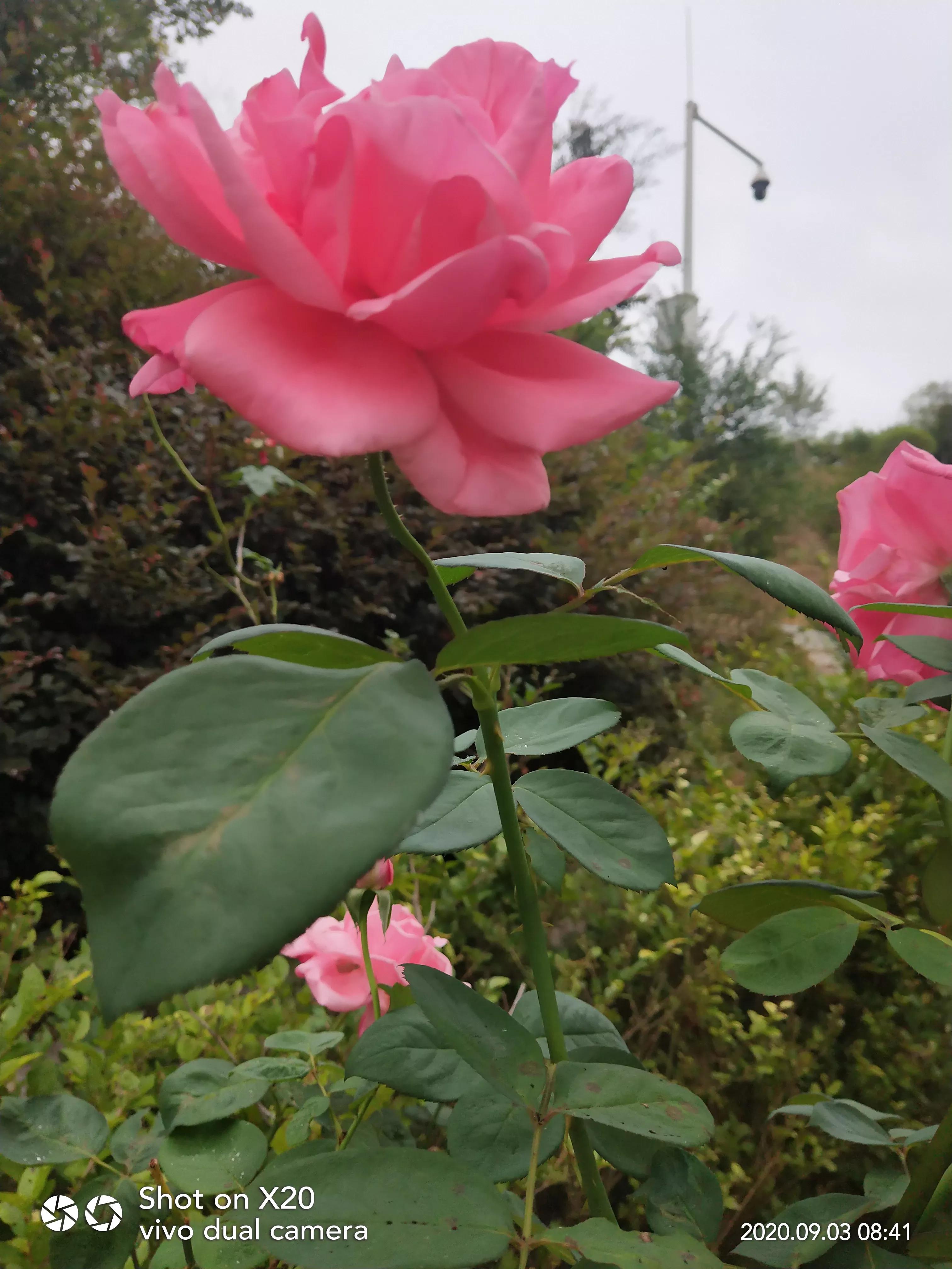 家有高中生家长该不该陪读,家有高中生家长的感悟