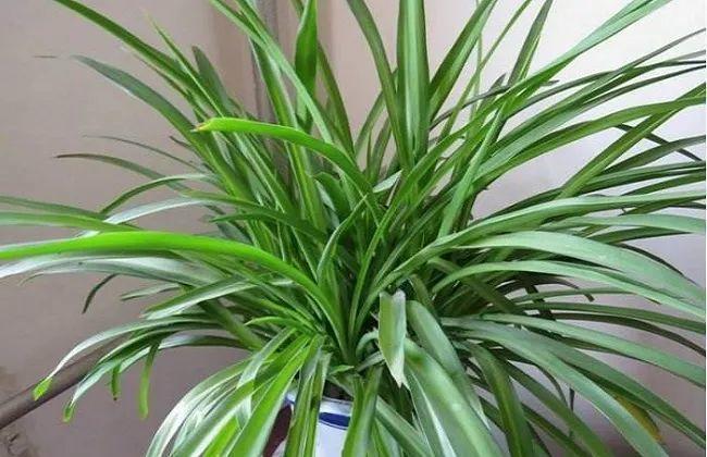 盆栽吊兰怎么打理,吊兰绿植盆栽怎么养能长藤