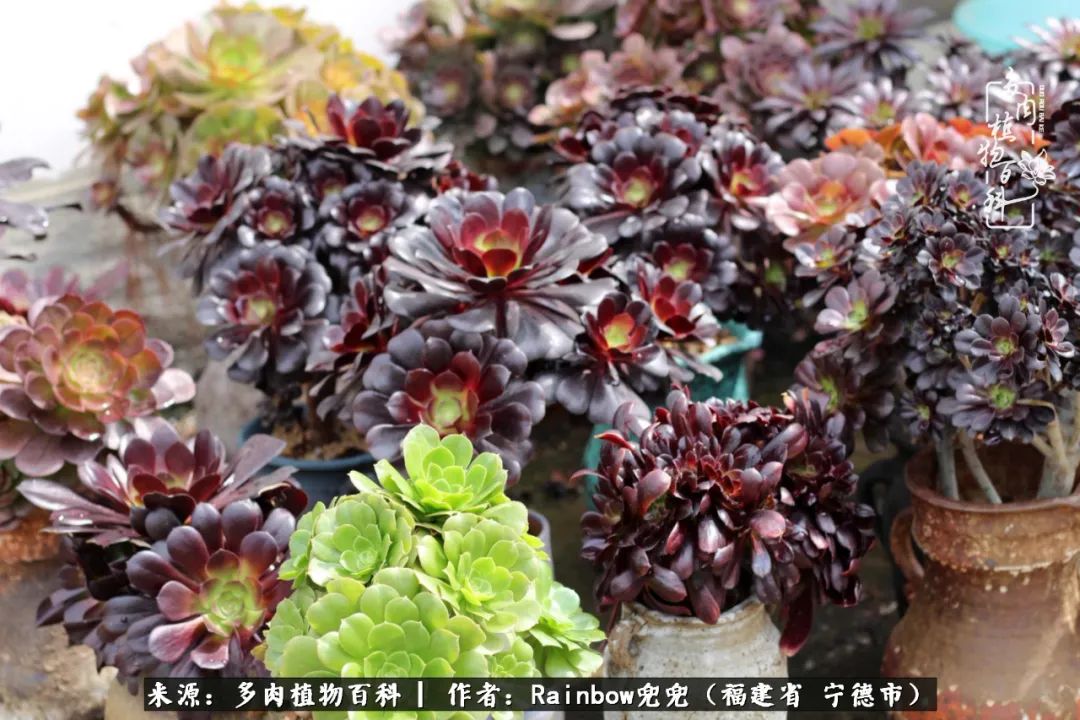 岁月无波澜余生不悲欢是啥意思,愿你岁月无波澜敬我余生无悲欢