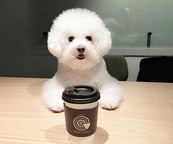 黑白花四眼宠物狗是什么品种,宠物狗智商排名前十名的品种