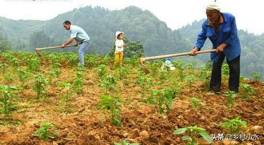 辣椒苗枯萎病最新防治药,辣椒青枯病枯萎病用什么药治疗